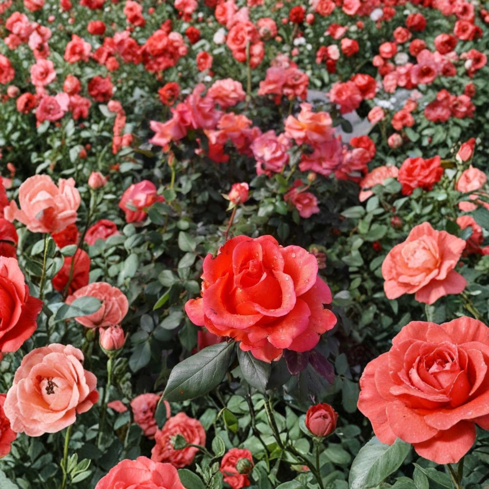 Ring of Fire Hybrid Tea Rose Live Plant | 1 Gallon Bush | Fiery Red Orange Blooms