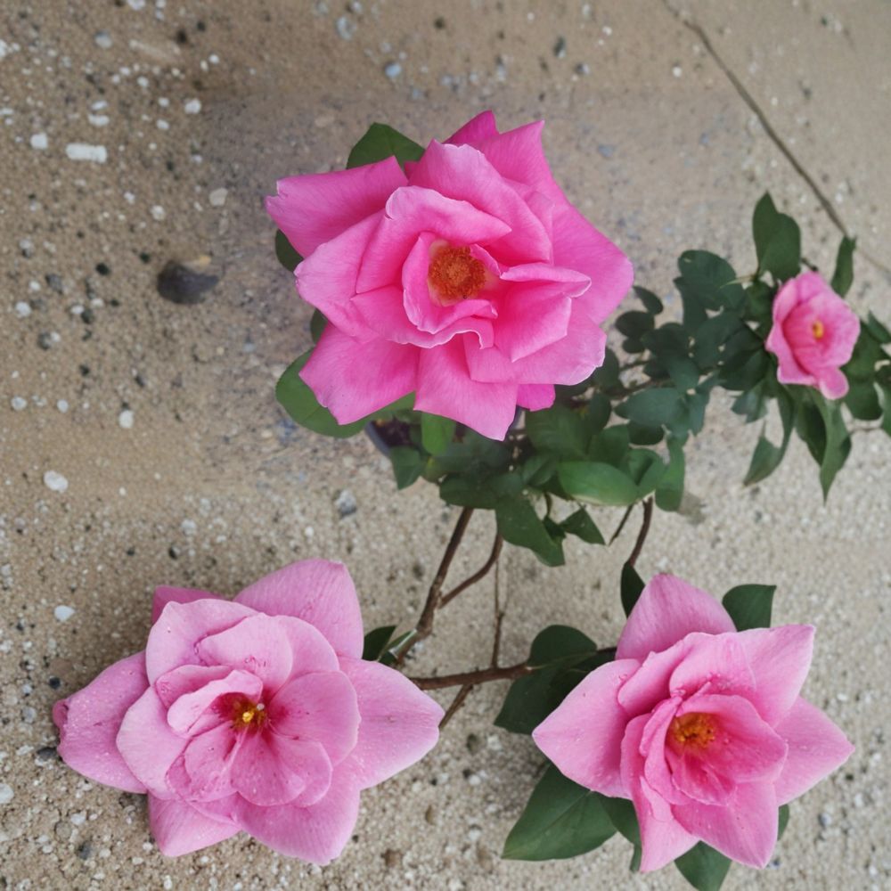 Perfume Delight Hybrid Tea Rose Live Plant | 3 Gallon Fragrant Pink Rose Bush