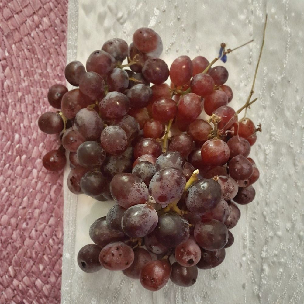 Vanessa Red Seedless Grape Vine - Vitis vinifera Live Plant | 3 Gallon | Sweet Red Seedless Grapes | Self-Fertile