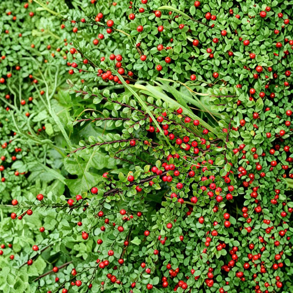 Cotoneaster Live Cuttings – 10 Hardy Alaska Grown Ornamental Shrub Cuttings