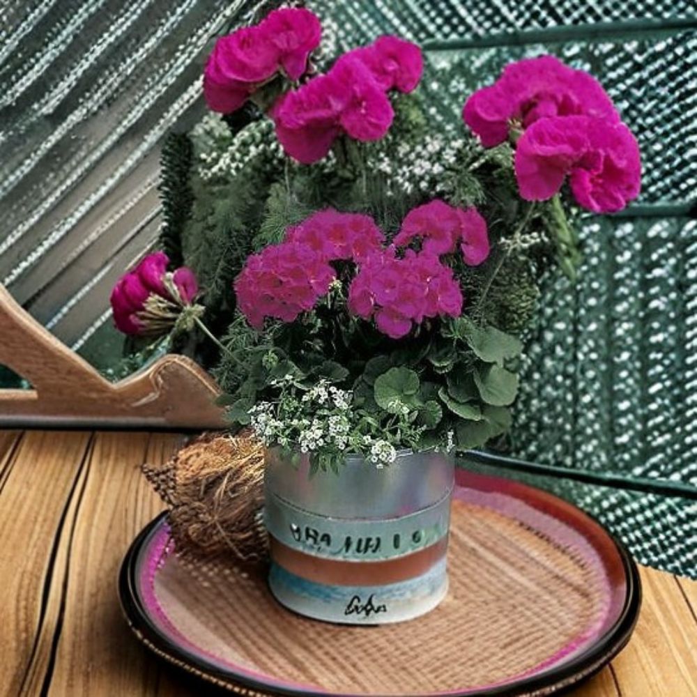 Geranium Maverick Violet Pelargonium Seeds - 1,000 Violet Flowering Seeds for Garden & Containers