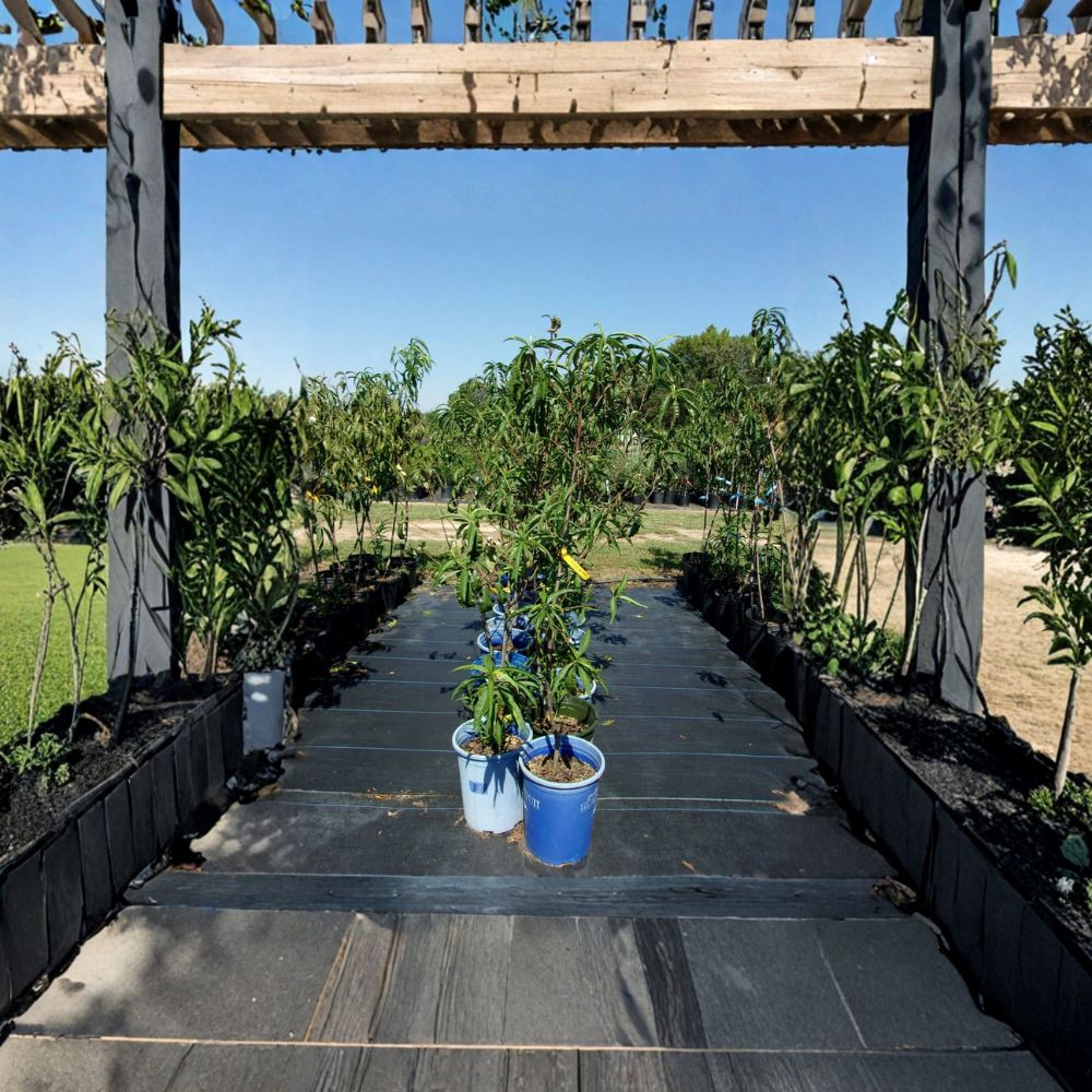 Sun Prince Peach Tree – Prunus persica Live Plant | 4–6 Feet Tall | Sweet Juicy Freestone Peaches | Cold Hardy, Self-Pollinating