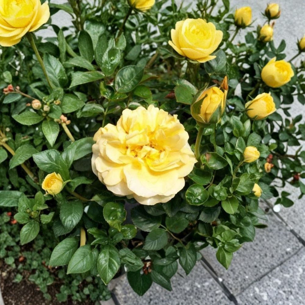 Julia Child Floribunda Rose – 5 Gallon Butter Gold Flowering Rose | 2006 AARS Winner