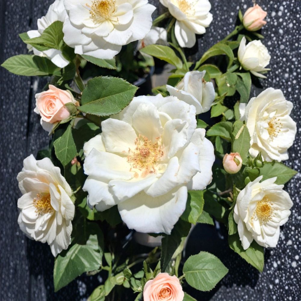 White Lightnin Grandiflora Rose – 2 Gallon Live Rosa Hybrid Plant with Pure White Blooms
