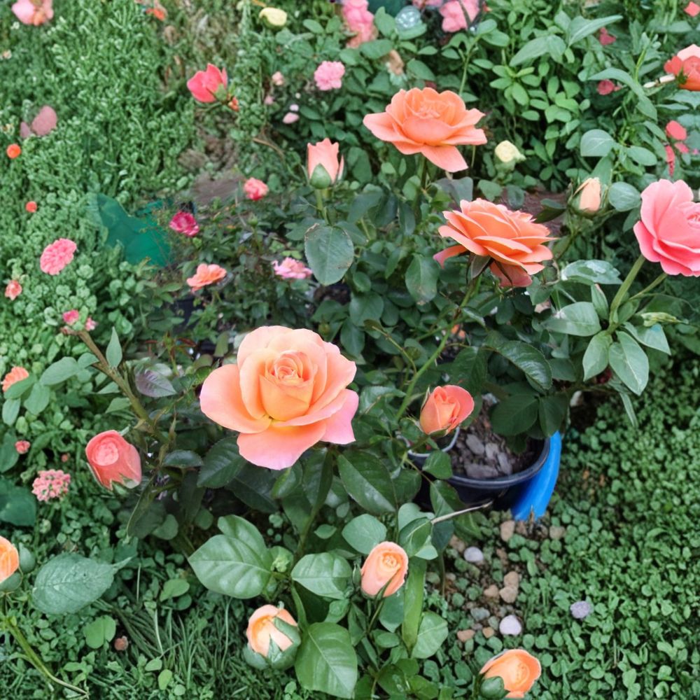 New Year Grandiflora Rose – Orange Live Bush Plant | 5 Gallon Garden Rose Shrub