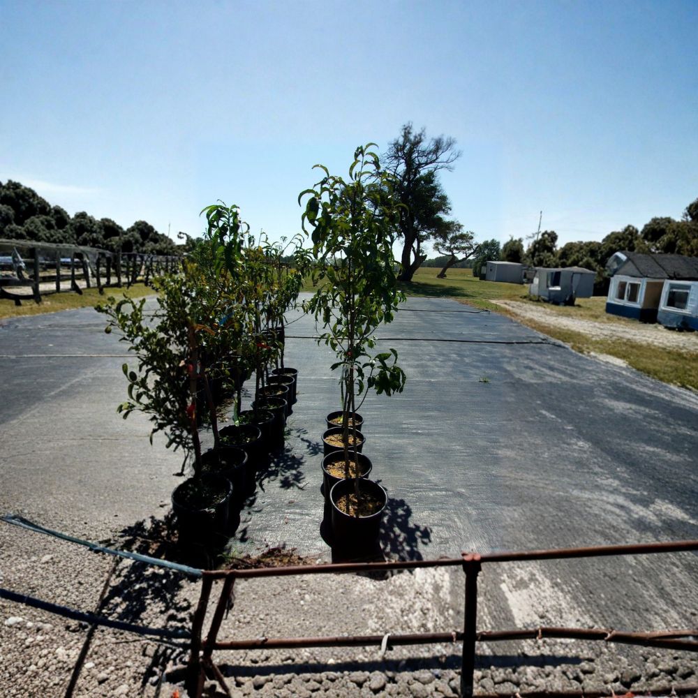 Panamint Nectarine Tree – Live Fruit Tree 4-6 Feet | Sweet Freestone Nectarines | Self-Fertile Orchard Tree