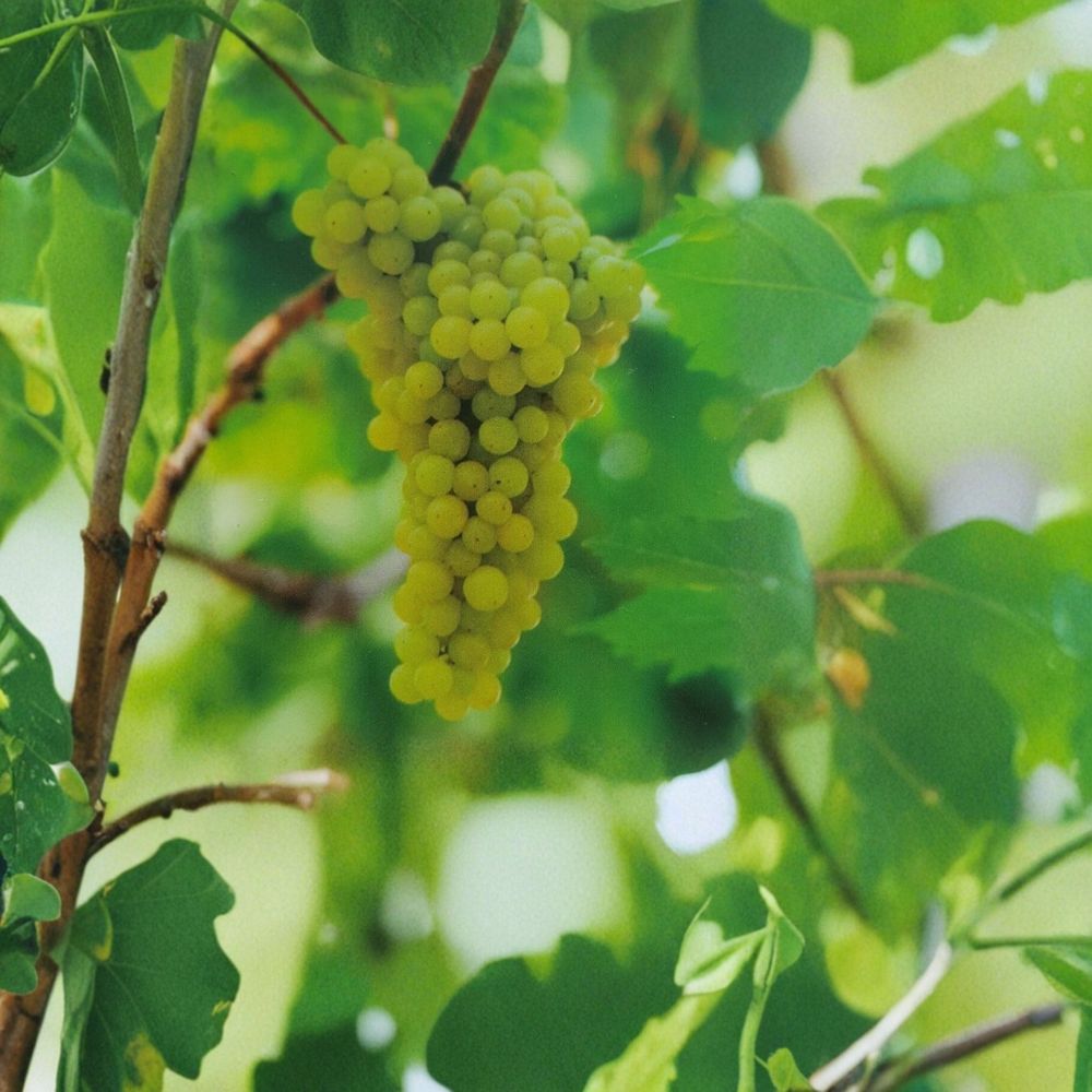 Lakemont Seedless White Grape Vine – 3 Gallon Live Plant | Sweet Seedless Grapes | Self-Fertile Vitis vinifera
