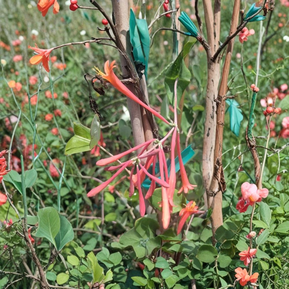 Coral Honeysuckle Lonicera sempervirens Live Plant 1 Gallon Fragrant Flowering Vine