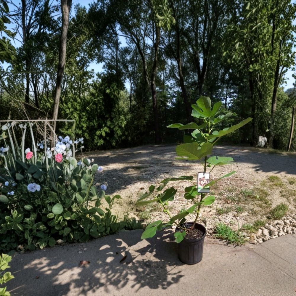 Texas Everbearing Fig Tree – Ficus carica Live Plant | 1–3 Feet Tall | 1 Gallon Size | Sweet Fruit Producing Tree