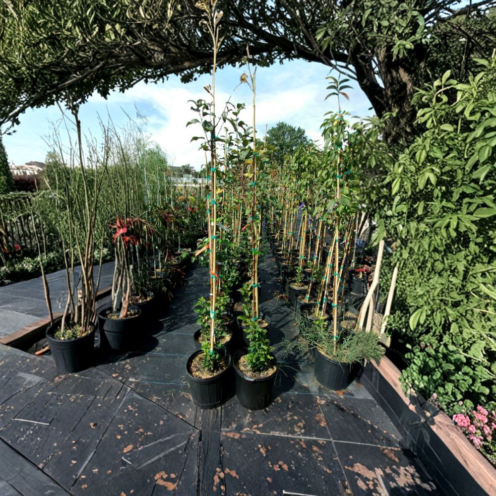 Prairiefire Flowering Crabapple Tree – Malus × robusta Live 4–6 Ft Ornamental Tree