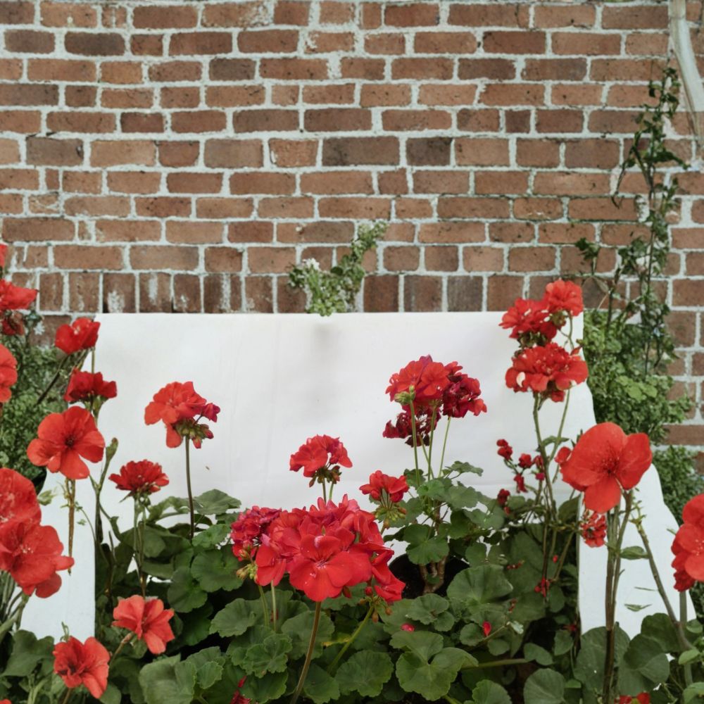 Presto Dark Red Blooming Geranium Live Plant in 4.5 Inch Pot | Deep Red Flowers