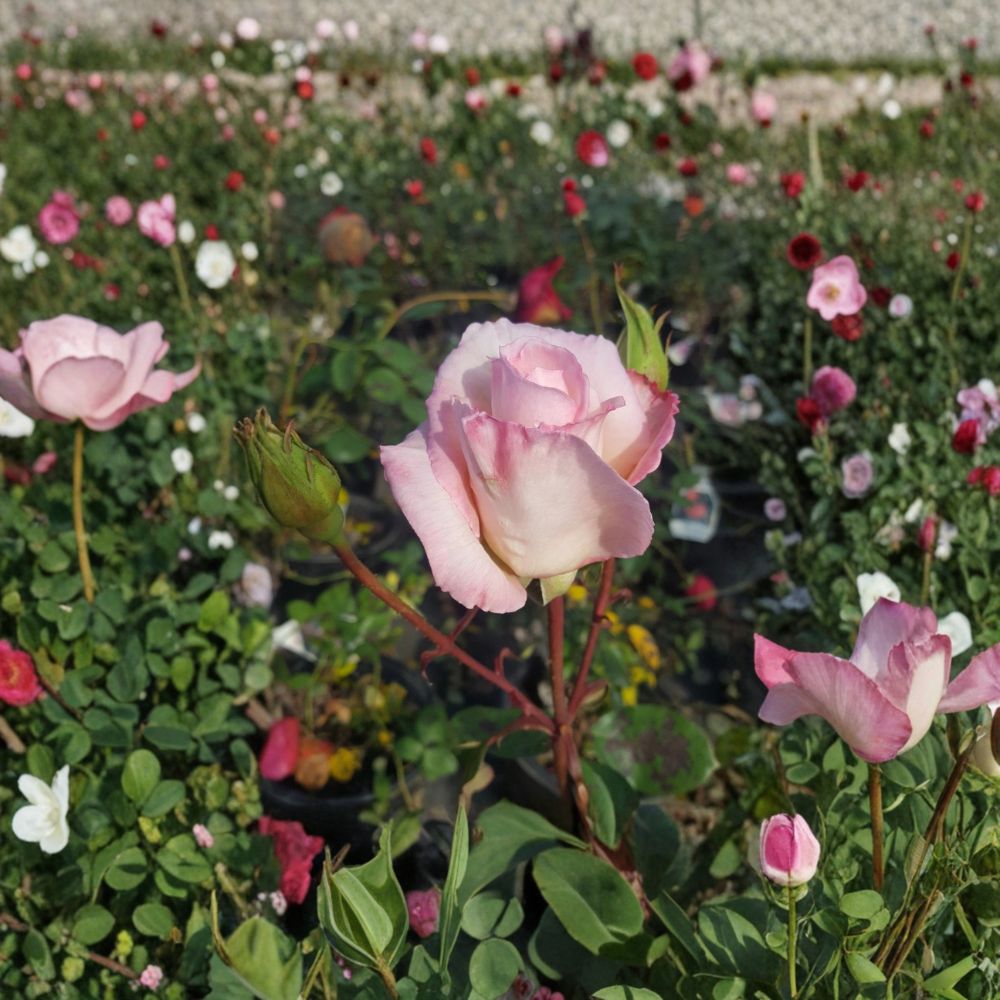Kordes Perfecta Hybrid Tea Rose – 5 Gallon Everblooming Rose Bush | Two-Year-Old Field Grown Plant