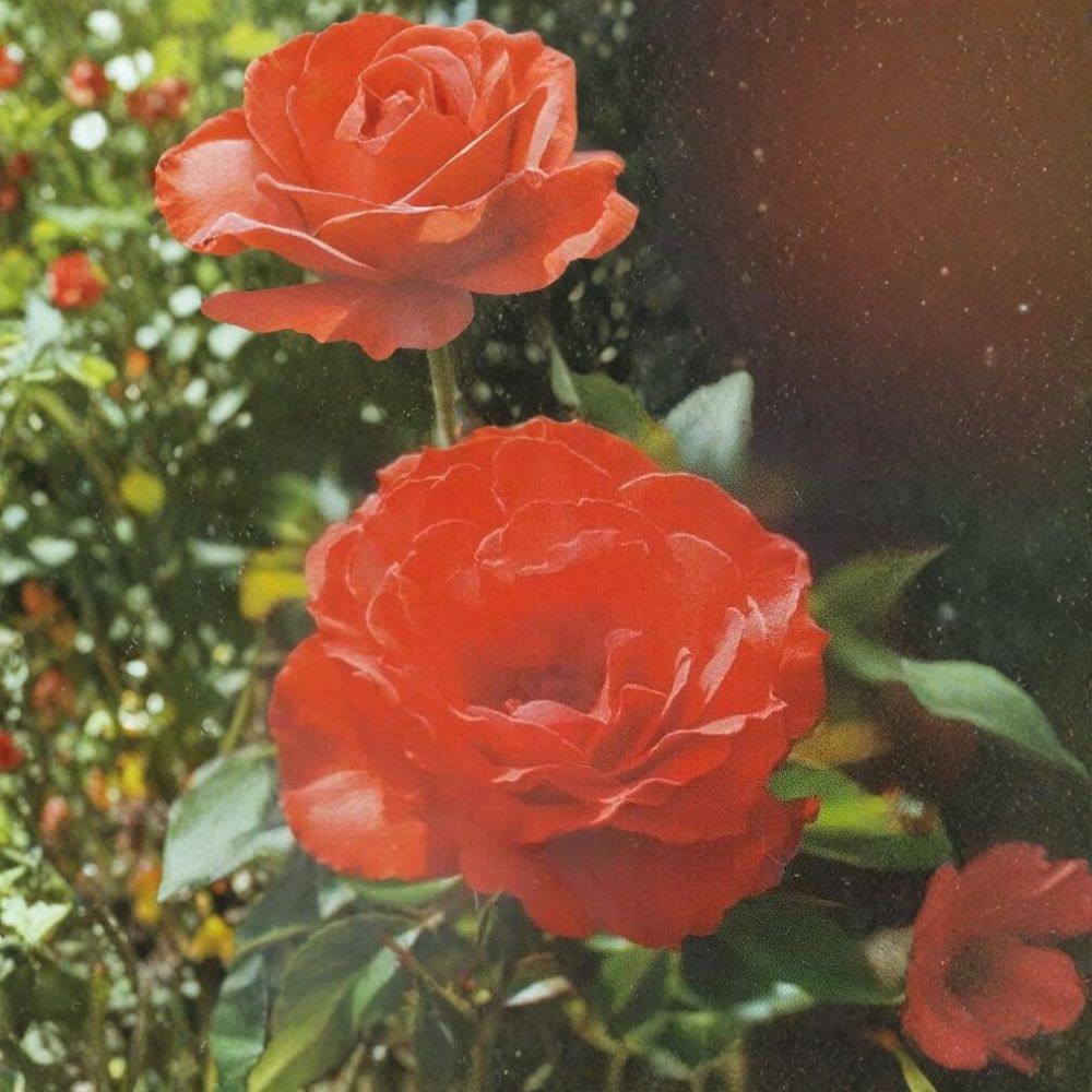 Impatient Floribunda Rose – 3 Gallon Orange Red Rosa Hybrid Live Plant