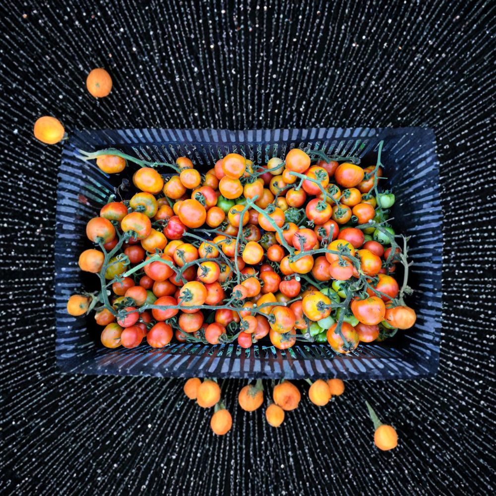 Giallorosso di Crispiano Tomato Seeds – Rare Italian Heirloom, 50 Organic Non-GMO Seeds