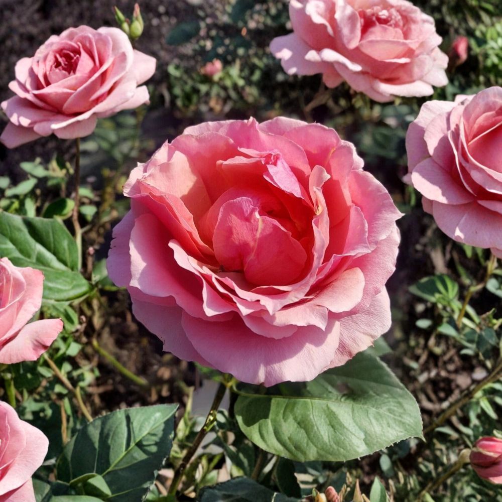 Princesse de Monaco Grandiflora Rose – Live Pink & White Rose Bush | 3 Gallon