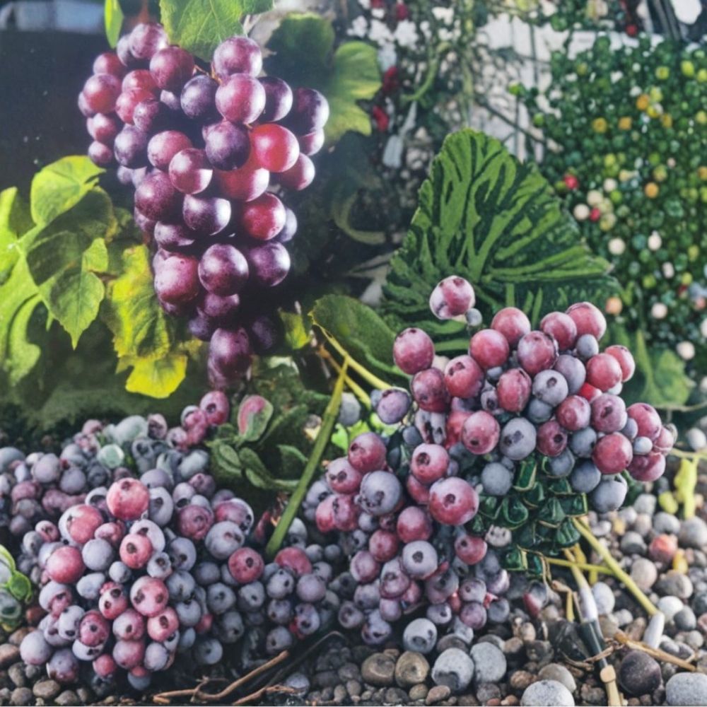 Black Fry Muscadine Grape Vine – 3 Gallon Live Plant | Self-Fertile Muscadine Grape for Home Garden & Vineyard