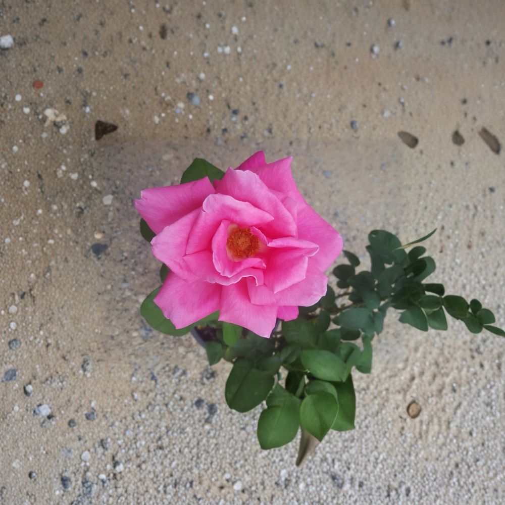 Perfume Delight Rose - Rosa Hybrid Tea Live Plant | 3 Gallon | Fragrant Pink Blooms