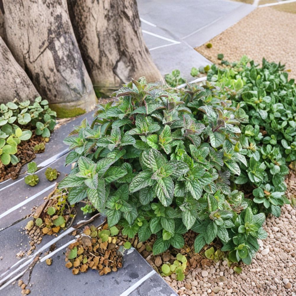 Berries and Cream Mint Cuttings – Mentha x piperita Organic Live Unrooted Cuttings for Rooting