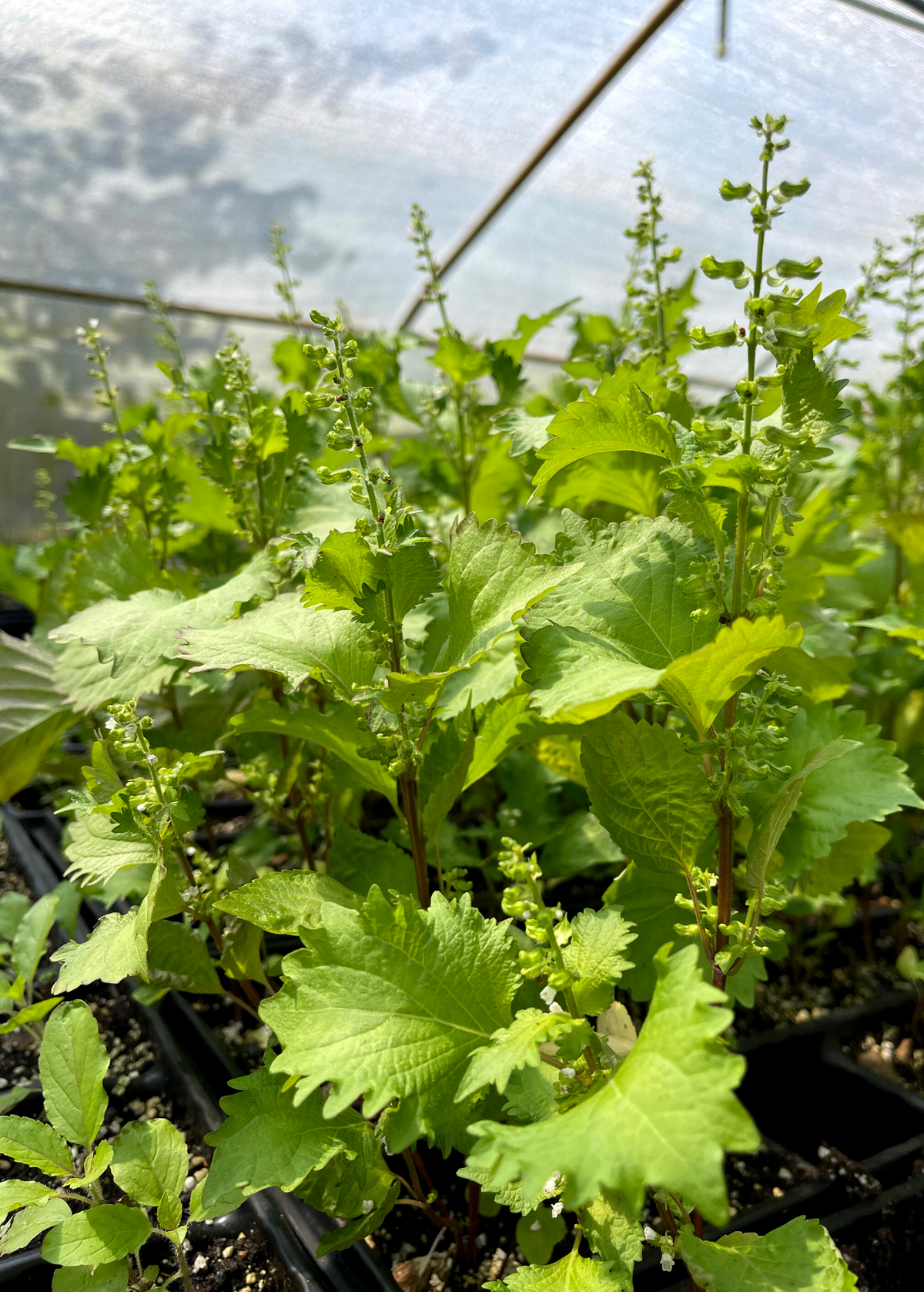 Korean Perilla Herb Seed Pack - Green Perilla (Perilla frutescens) with Fragrant Serrated Leaves, Culinary & Ornamental Use