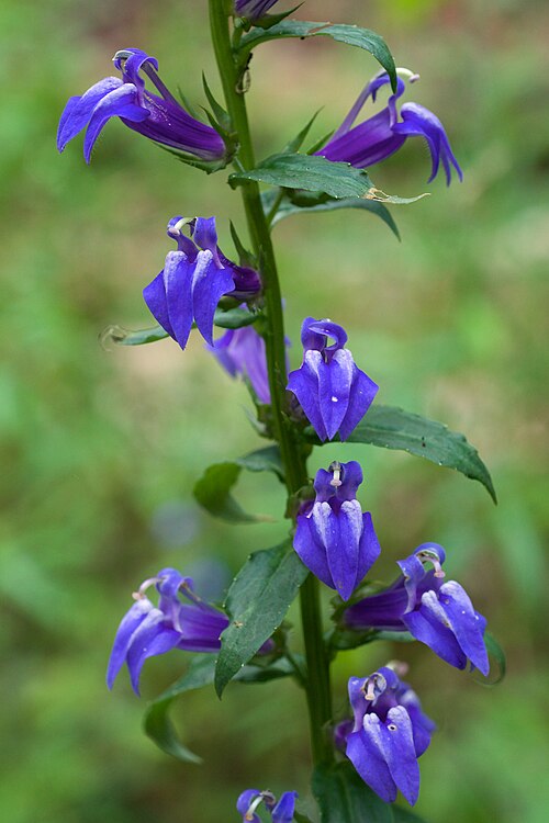 Lobelia siphilitica Seeds – Native Wildflower, Great Blue Lobelia, Perennial, Pollinator Garden Plant, 500 Non-GMO Seeds