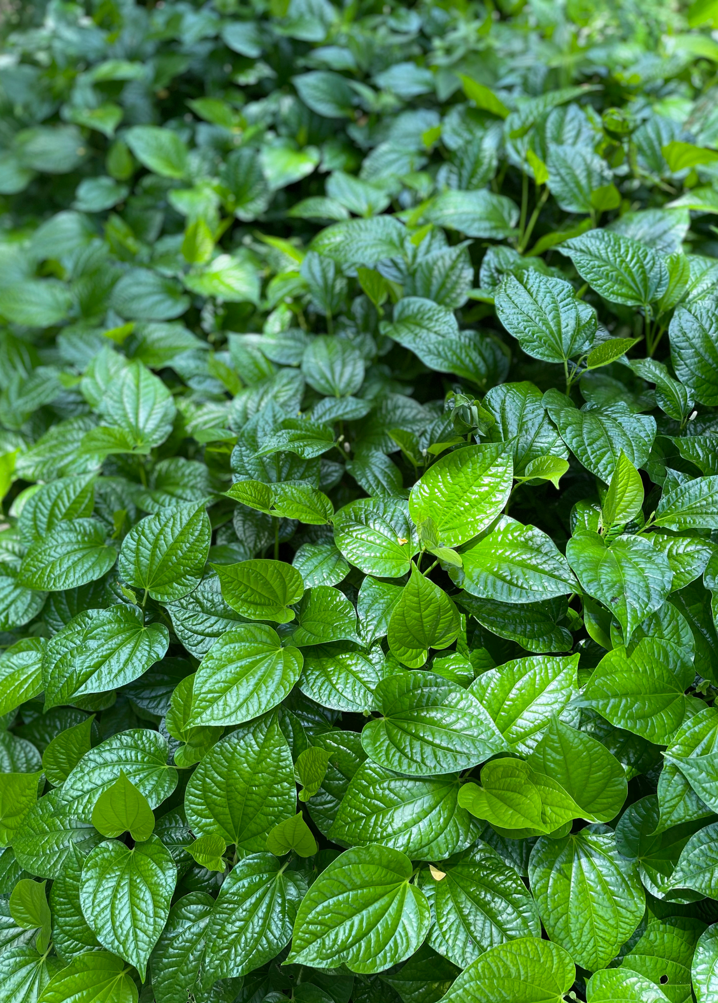 Lolot Herb Vine - Edible Ground Cover with Dark Green Glossy Leaves - Piper Sarmentosum