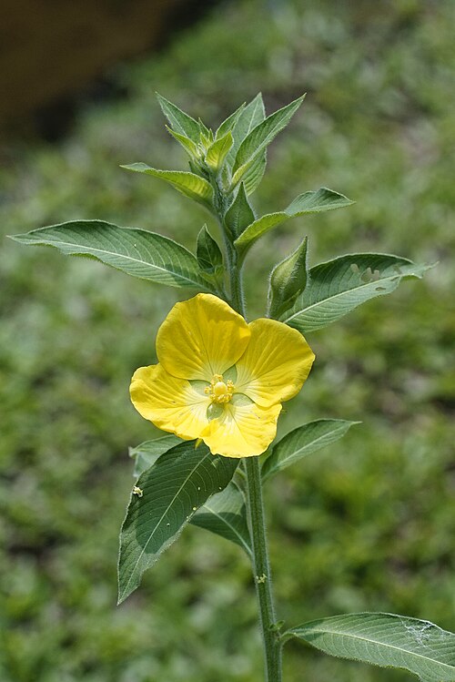 Set of 5 Live Peruvian Primrose-Willow Cuttings, Flowering Ludwigia Species for Pollinator Attraction, Easy Garden Starter Plants