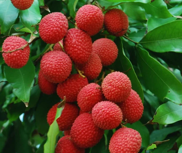 Lychee Tree Cuttings 4 Pack | Unrooted 5-6" Grafting Material | Kaimana Litchi chinensis Tropical Fruit Propagation