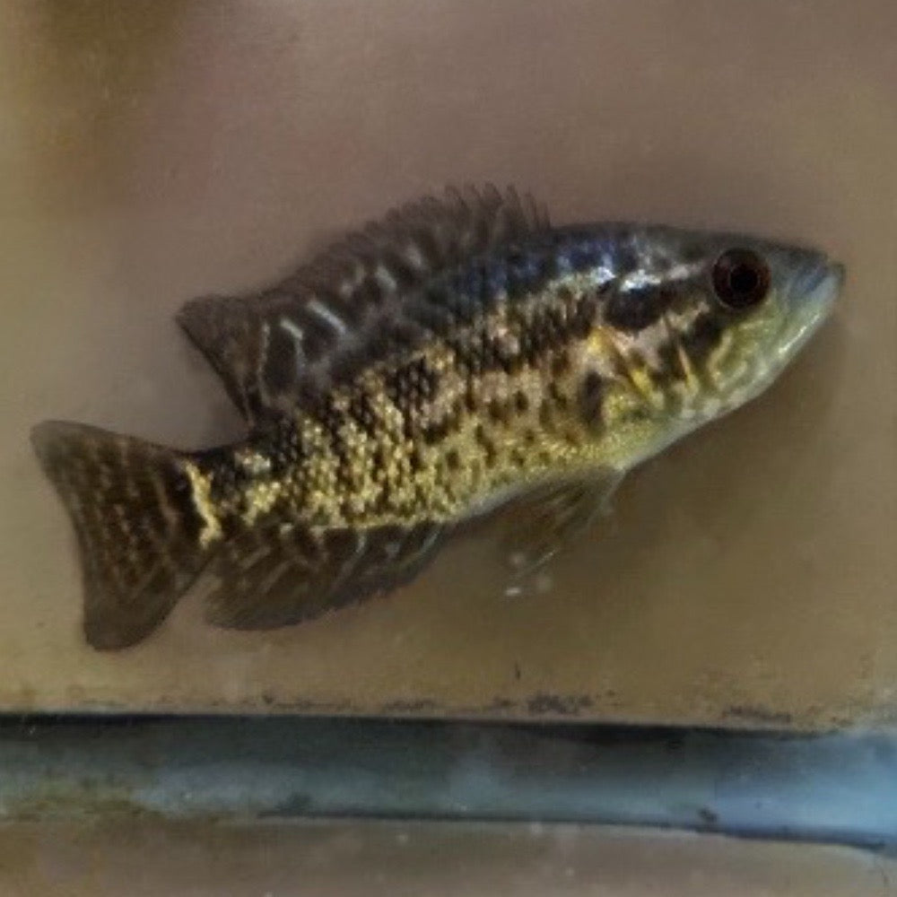 Managuensis Cichlid