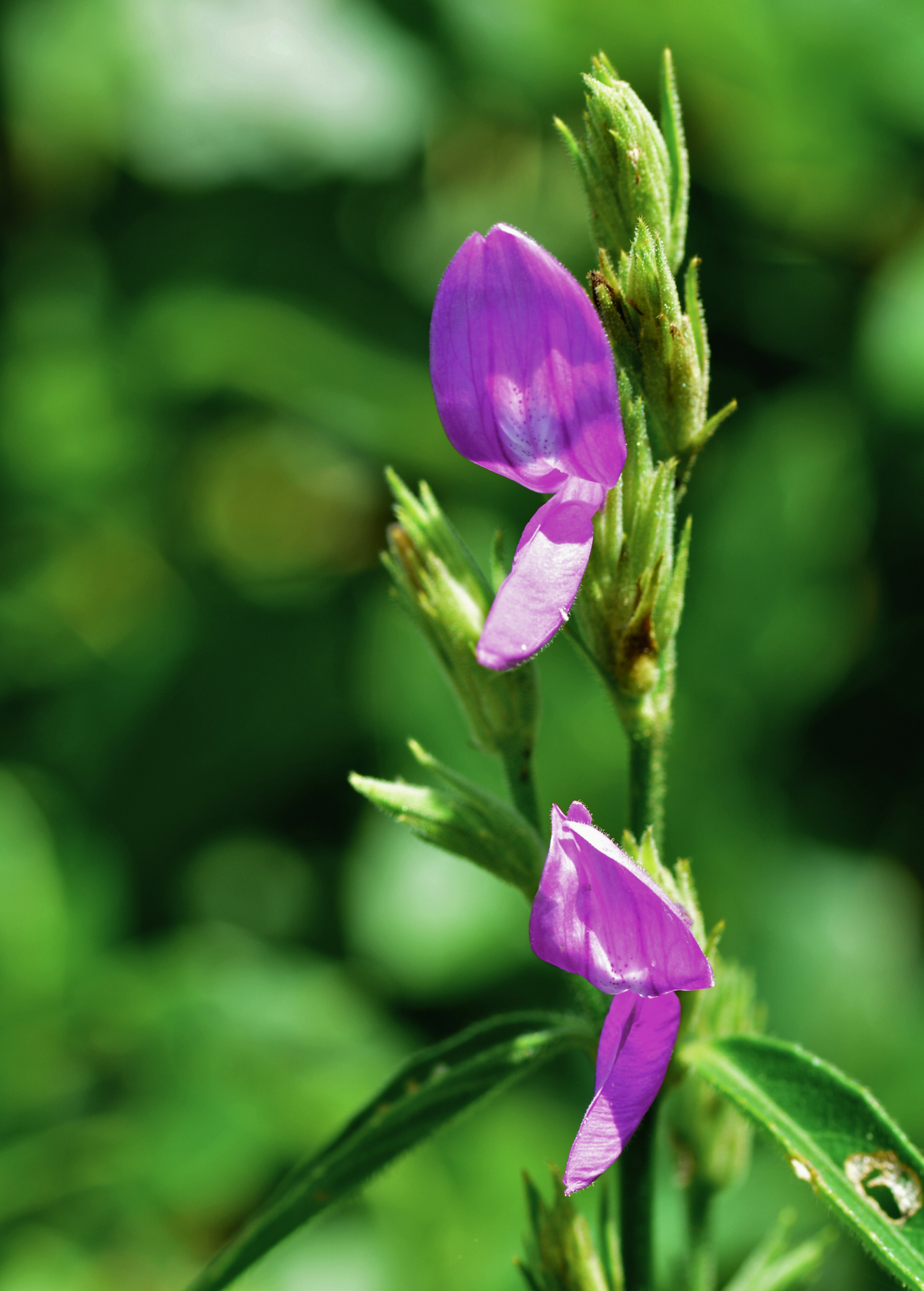 Magenta Leaf Plant Lã Cẩm Peristrophe roxburghiana Tropical Herb for Natural Purple Dye & Garden Beauty