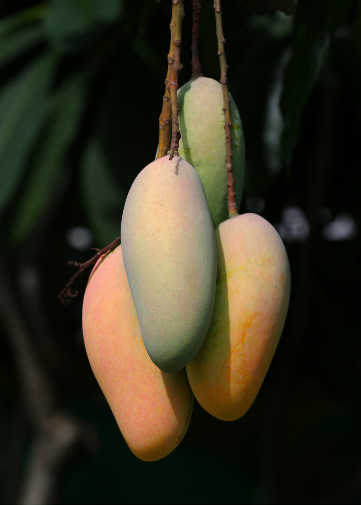 Mango 'Mahachanok' Fruit Tree - Compact Growth, Fiberless, Sweet Flavor, Thai Dessert Mango, Mangifera indica