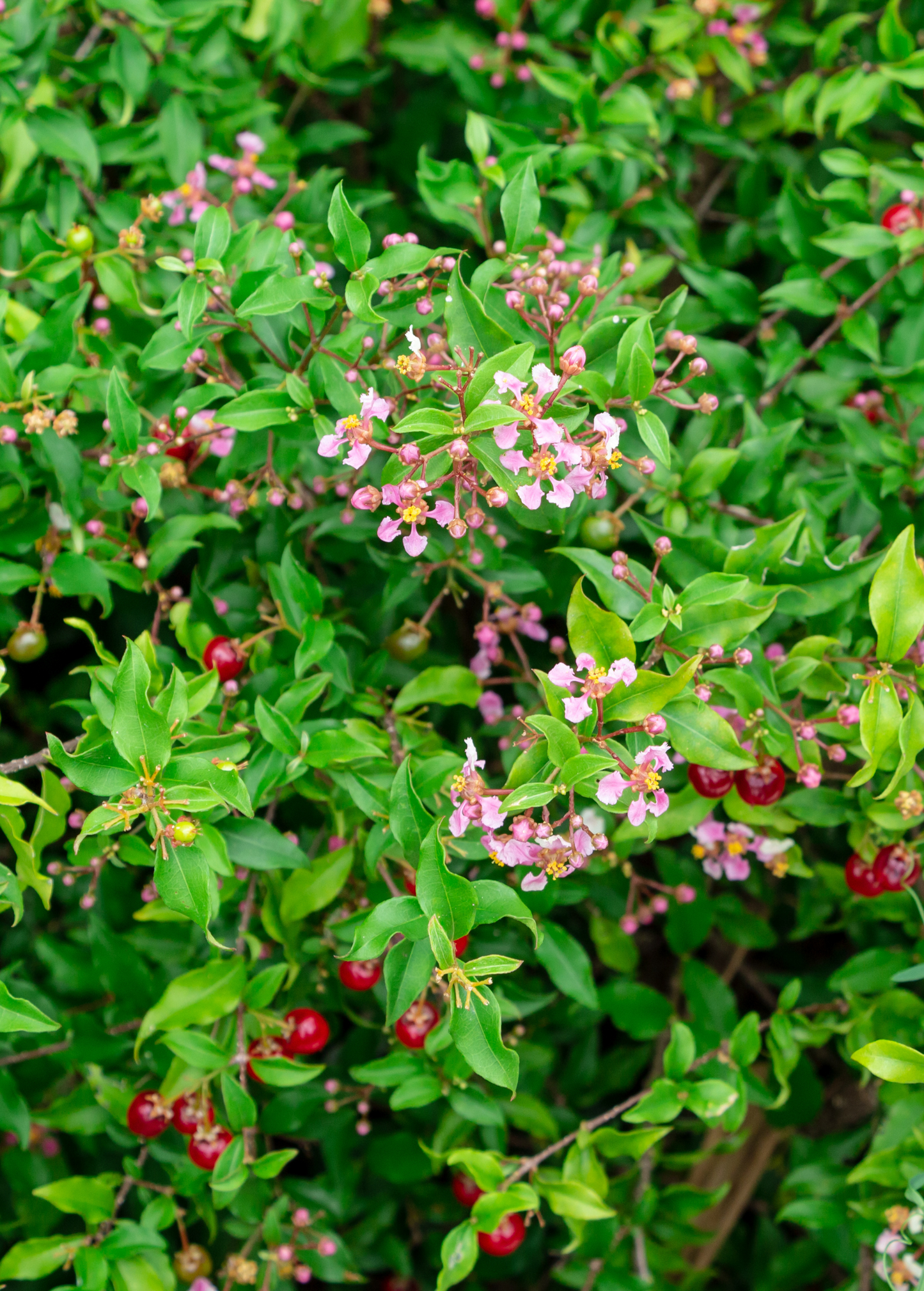 Dwarf Barbados Cherry Shrub - Malpighia glabra 'Nana' - Tropical Fruiting Plant, Vitamin C Rich, Drought Tolerant, Evergreen