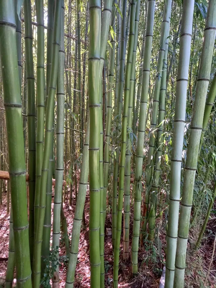 Madake Bamboo Rhizomes Bare Root Phyllostachys bambusoides - Fast-Growing Cold Hardy Timber Bamboo for Landscaping