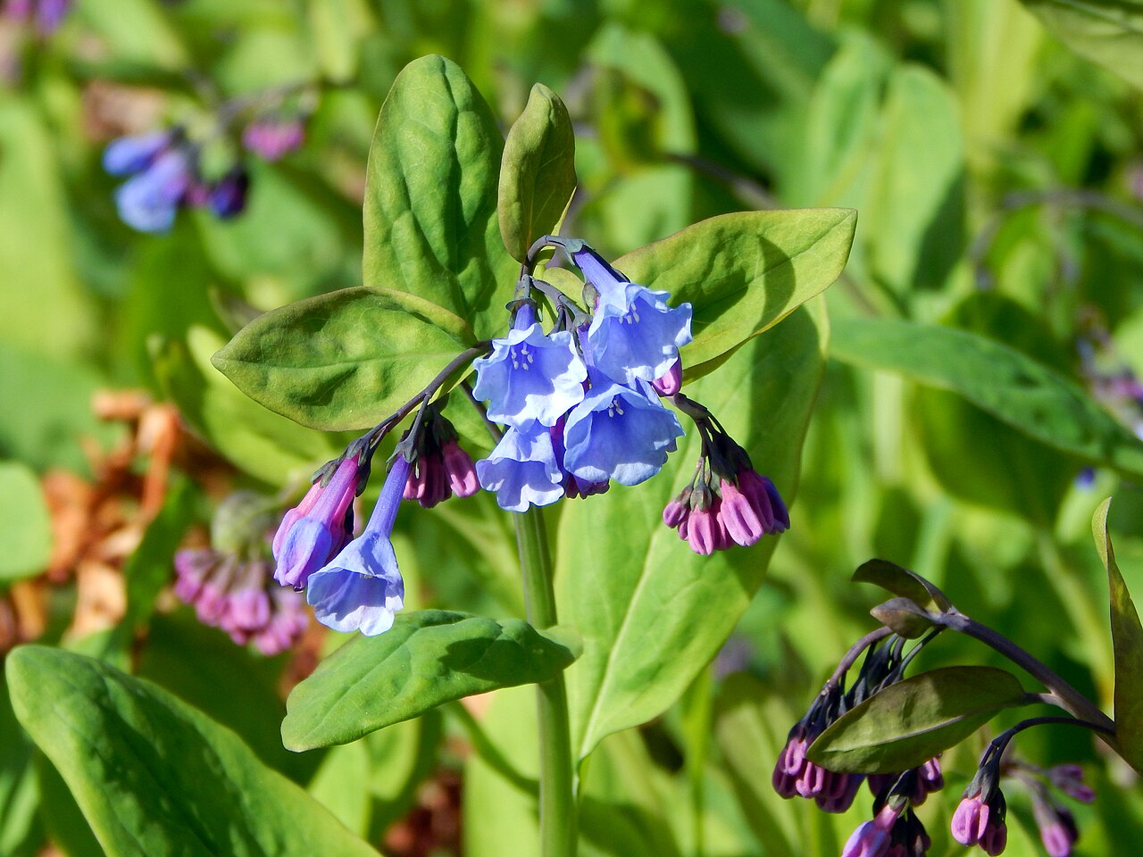 Mertensia virginica Seeds – Virginia Bluebells Wildflower, Non-GMO Perennial Seeds for Shade Gardens and Native Woodlands