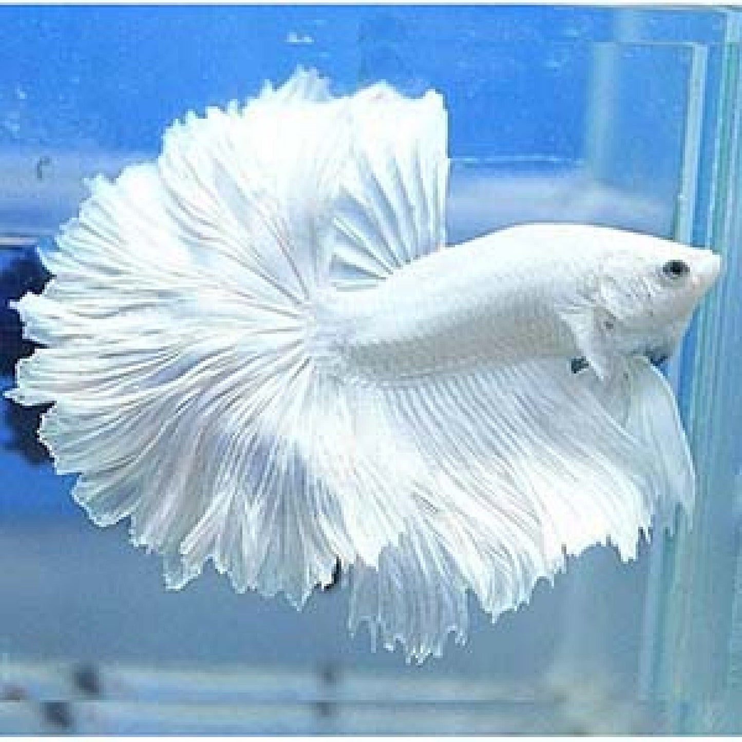 White Halfmoon Betta Male