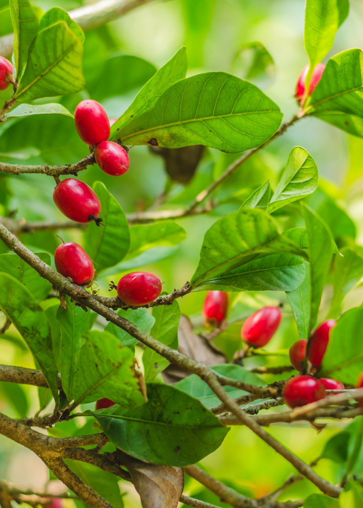 Miracle Fruit Plant - Edible Red Berry, Taste-Transforming Synsepalum dulcificum, Exotic Tropical Shrub