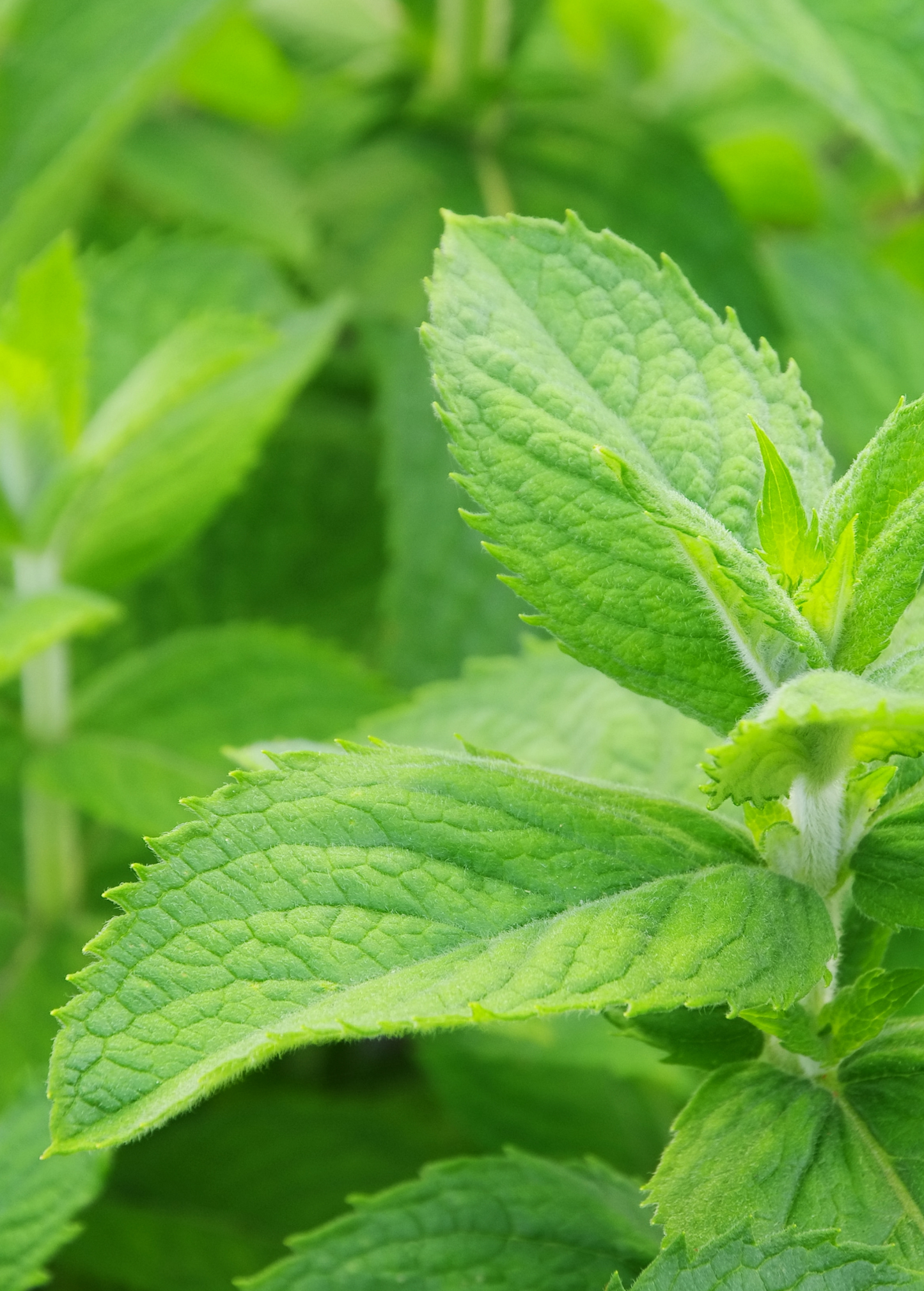 Mojito Mint Plant, Fresh Herb, Mentha villosa, Cuba's Authentic Mojito Mint for Cocktails and Culinary Use
