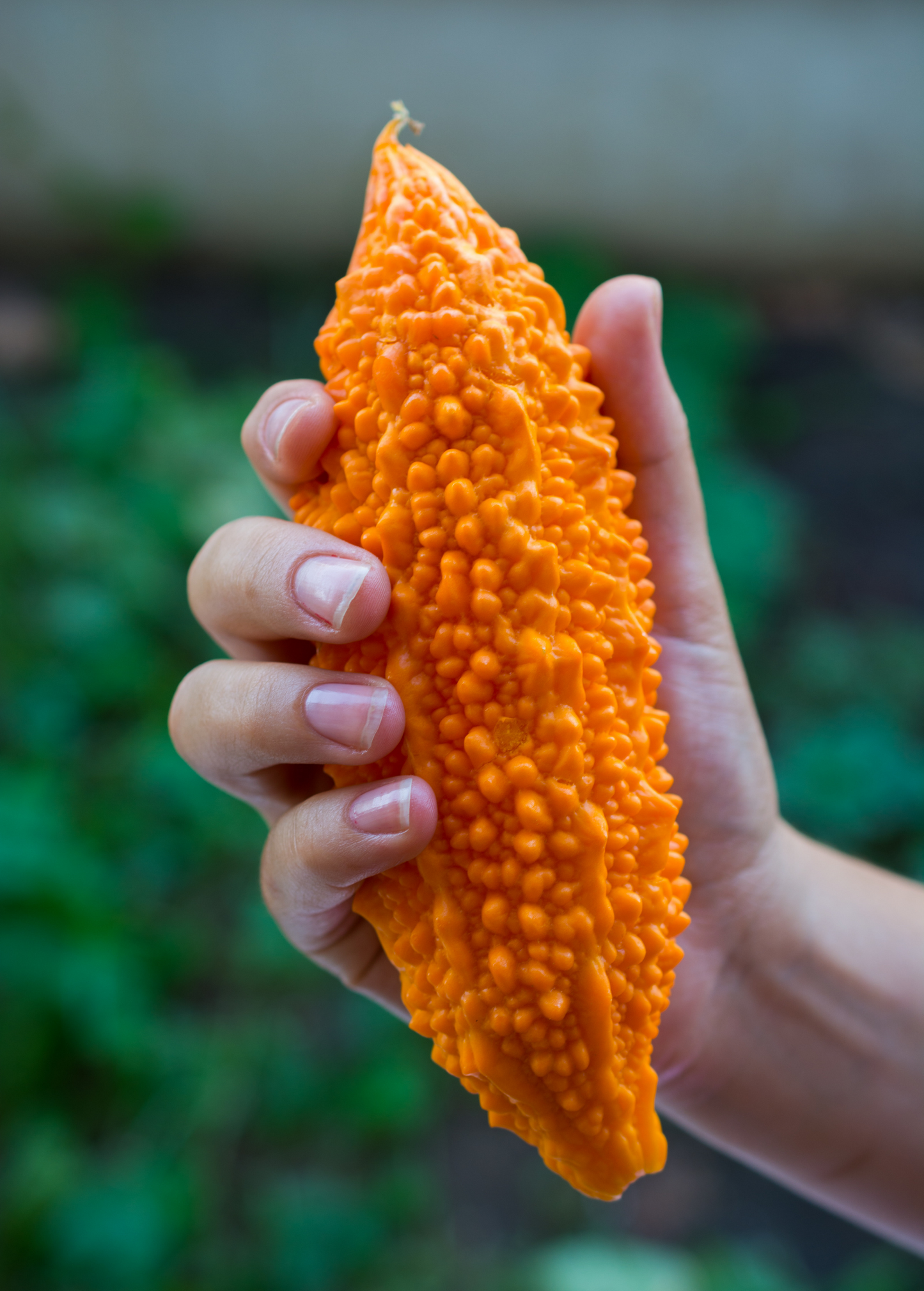 Indian Bitter Melon Seeds – Momordica charantia, Climbing Vine, Edible Fruit, Culinary & Medicinal Use