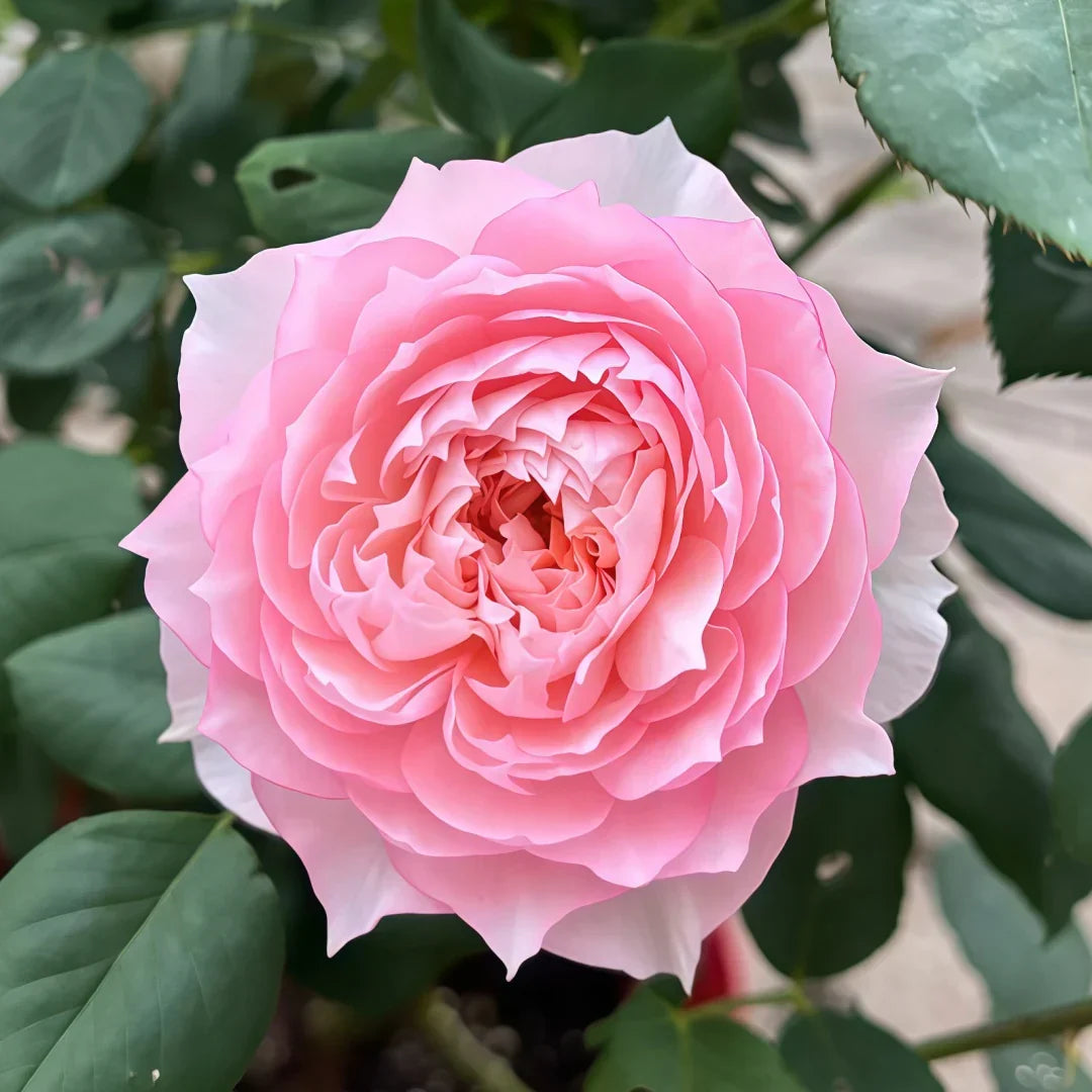 Super Rare Monique Darve Rose Cuttings – 3 Unrooted Pink Hybrid Rose for Grafting & Propagation, Rosa ‘Monique Darve’