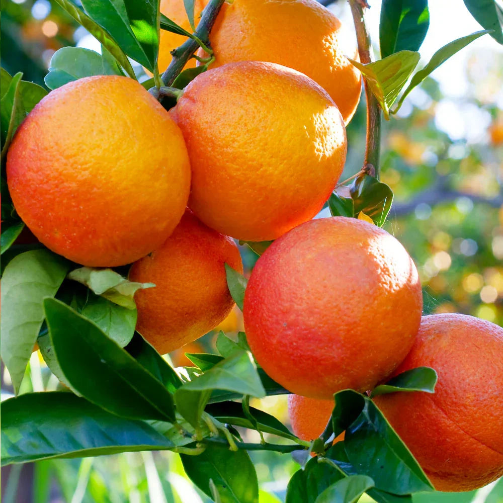 Blood Orange Cuttings 6-8 Inch Unrooted for Grafting Citrus sinensis Organic Red-Flesh Scion