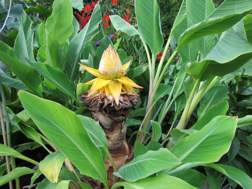 Chinese Dwarf Banana Live Plant – Golden Lotus Banana – Musella lasiocarpa – Ornamental Cold Hardy Tropical Accent
