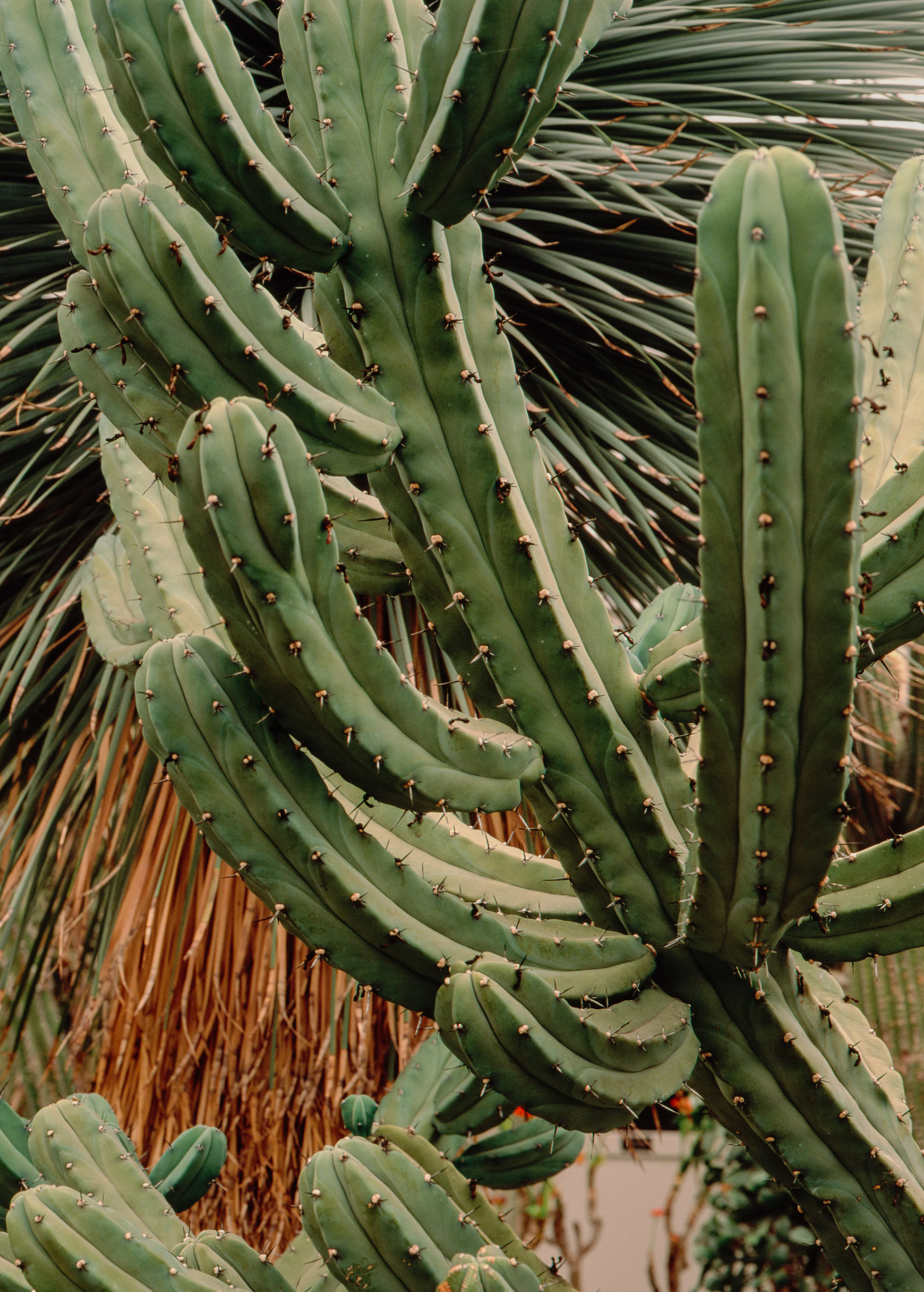 Blueberry Cactus Plant | Myrtillocactus geometrizans | Edible Blueberry-Like Fruits | Desert Succulent