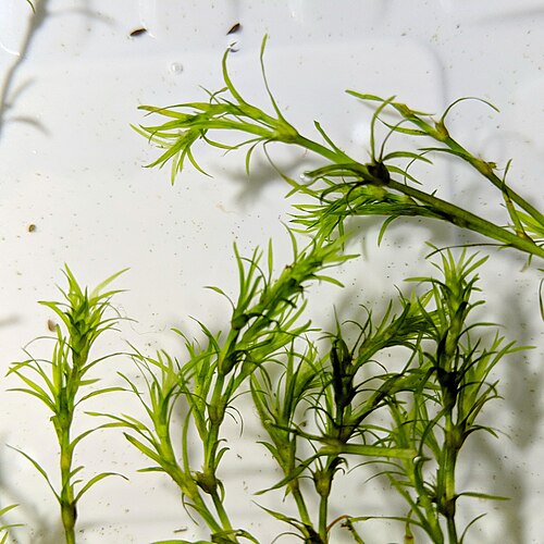 Live Guppy Grass Aquarium Plant Najas Guadalupensis for Nano Tanks, Shrimp & Fry, Fast-Growing Freshwater Plant