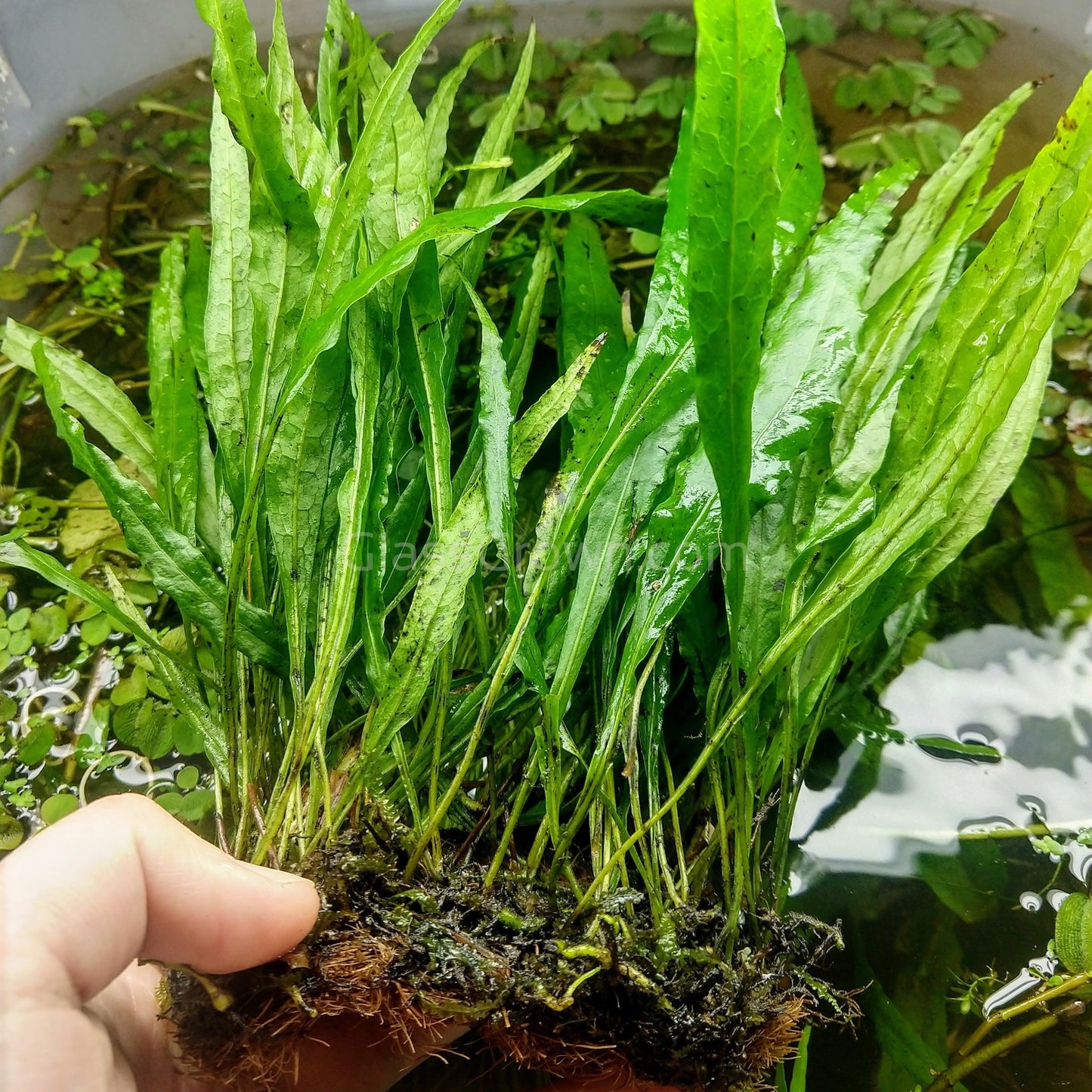 Narrowleaf Java Fern