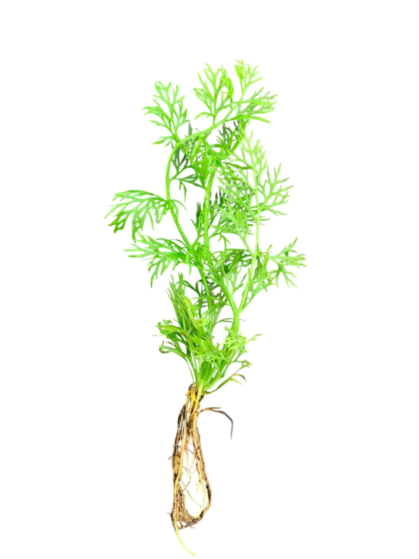 X1 Water Sprite Lace Leaf Live Aquarium Plant Buy2Get1