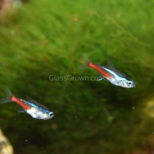 Neon Tetras 6 Pack