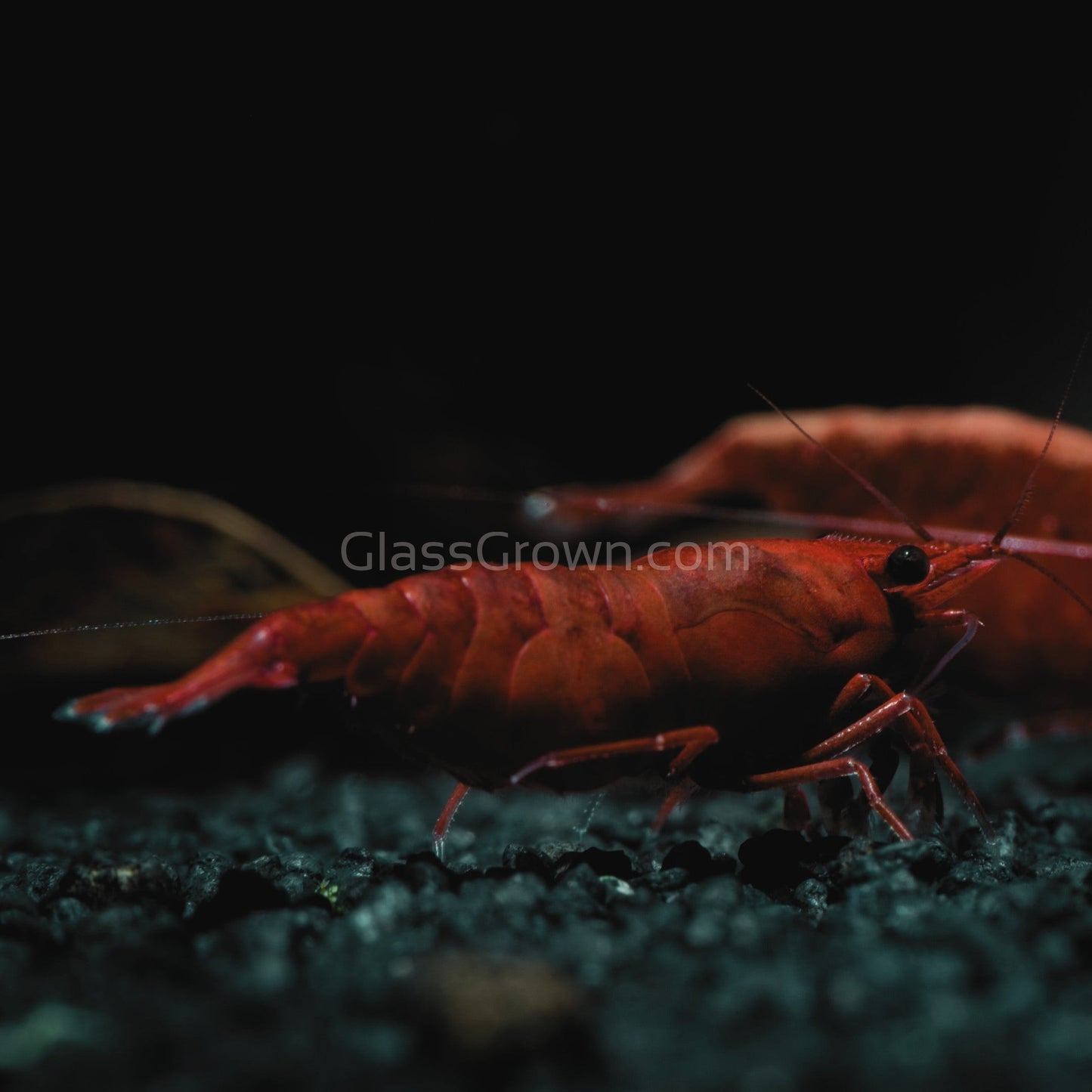 Bloody Mary Dwarf Shrimp 10+ Pack