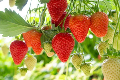 Ozark Beauty Strawberry Plants Bare Root – Everbearing, Sweet Juicy Berries, Hardy, High-Yielding, Garden, Container, Runners