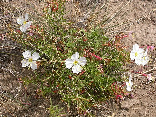 Oenothera pallida Seeds – Pale Evening Primrose Wildflower, Non-GMO, Easy-to-Grow Native Pollinator Plant, 100 Seeds