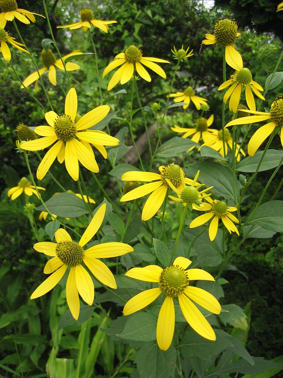 Rudbeckia laciniata ampla Seeds – Cutleaf Coneflower, Tall Native Wildflower, Pollinator-Friendly Garden Plant, 50 Seeds