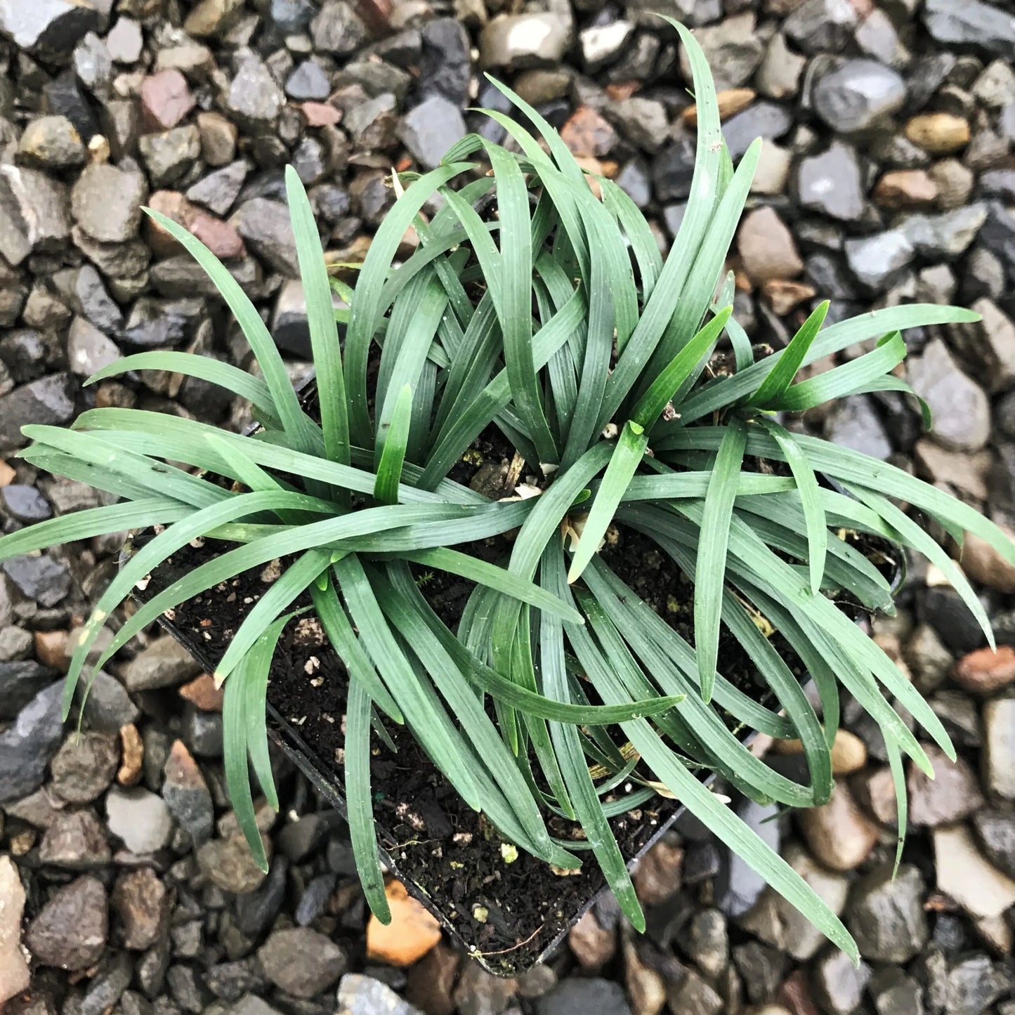 15 Mondo Grass Bare Root Plants – Evergreen Perennial Ground Cover for Landscaping, Borders & Lawns